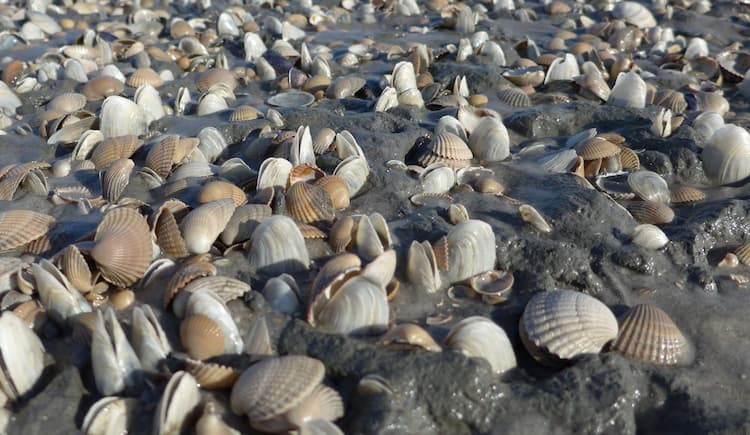 Unterrichtsmaterialien Wattenmeer